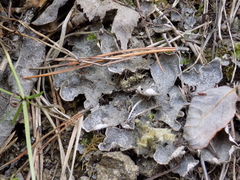 Peltigera lepidophora