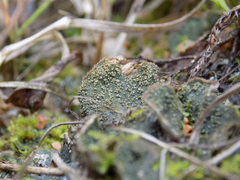 Peltigera lepidophora