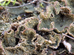 Peltigera lepidophora
