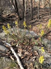 Corydalis speciosa