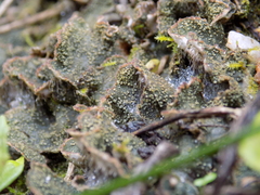 Peltigera lepidophora