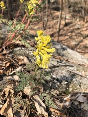 Corydalis speciosa