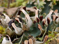 Peltigera malacea