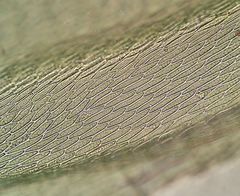 Plasteurhynchium striatulum