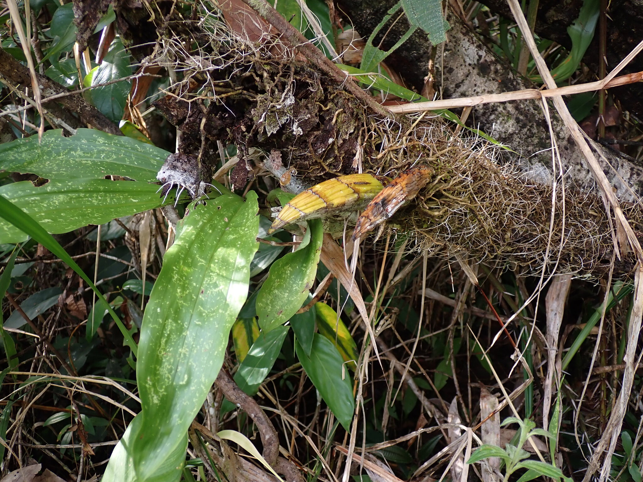 Imagem de catasetum