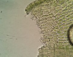 Plasteurhynchium striatulum