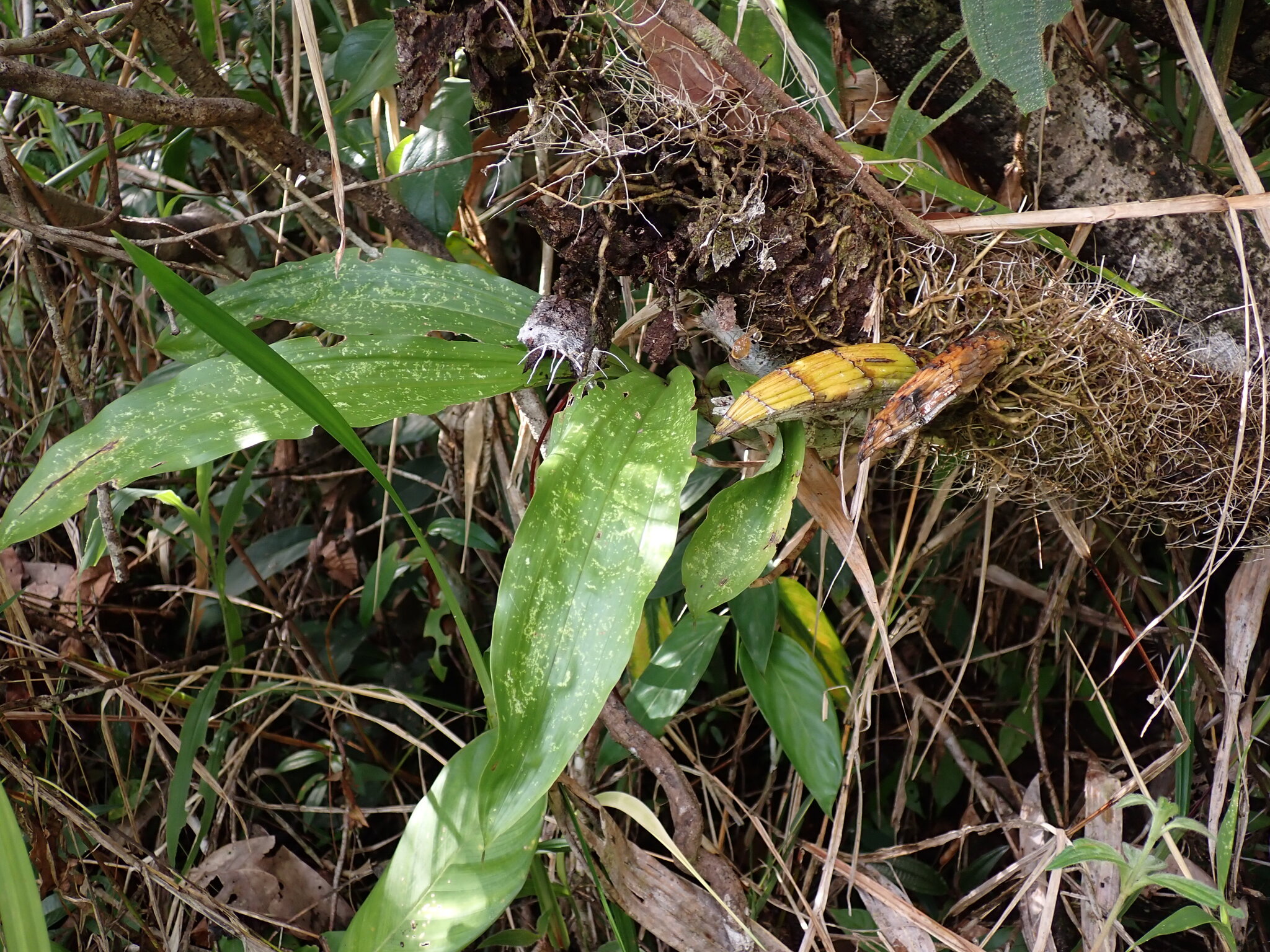 Imagem de catasetum