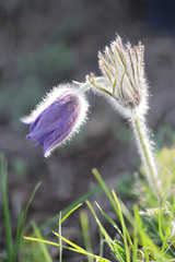 Pulsatilla halleri