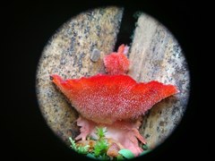 Climacodon roseomaculatus