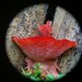 Climacodon roseomaculatus - Photo (c) anisaseptiasari,  זכויות יוצרים חלקיות (CC BY-NC), הועלה על ידי anisaseptiasari