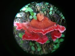 Climacodon roseomaculatus