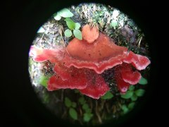 Climacodon roseomaculatus