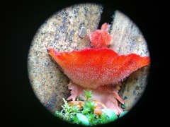 Climacodon roseomaculatus