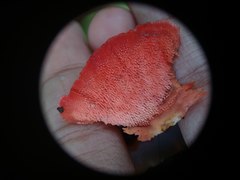 Climacodon roseomaculatus