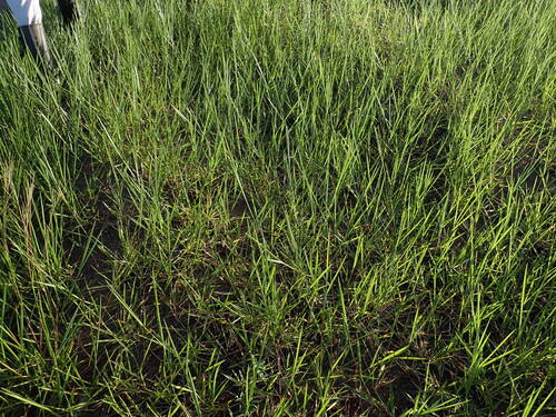 Urochloa dictyoneura observed 2026-04-27