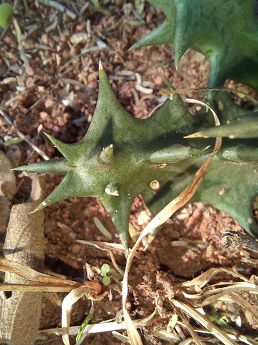 Ceropegia keithii