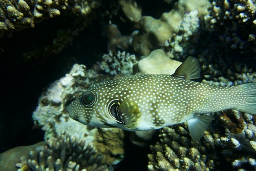 Arothron hispidus
