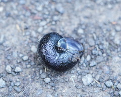 Victaphanta compacta
