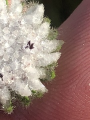Phylica curvifolia
