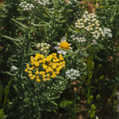 Achillea tenuifolia