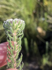 Phylica curvifolia