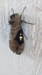 Lophostethus dumolinii