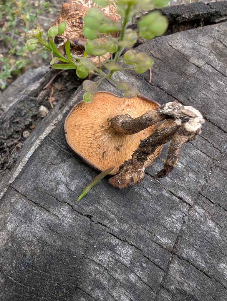 Lentinus arcularius · May 2026 · photo: © atsushi_nakajima_cirque (iNaturalist, cc-by)