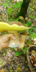 Boletus betulicola