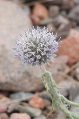Echinops nanus