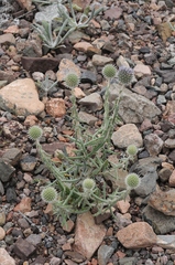Echinops nanus