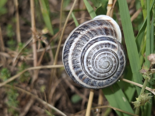 Eobania vermiculata