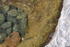 Mauligobius maderensis