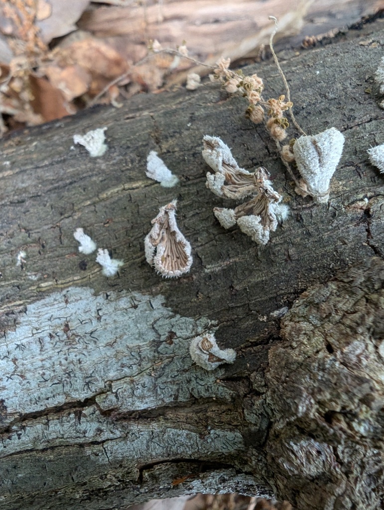 Schizophyllum commune · May 2026 · photo: © atsushi_nakajima_cirque (iNaturalist, cc-by)