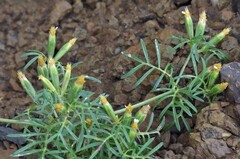 Tagetes filifolia
