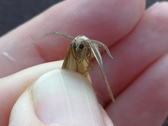 Pseudomaenas alcidata