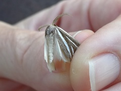 Pseudomaenas alcidata