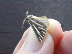 Pseudomaenas alcidata