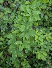 Erysiphe akebiae
