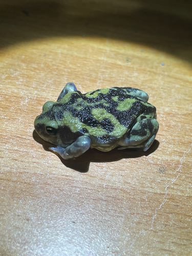 Marbled balloon frog