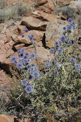 Echinops ritro meyeri