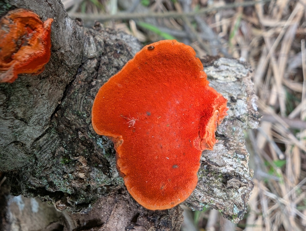 Trametes coccinea · May 2026 · photo: © atsushi_nakajima_cirque (iNaturalist, cc-by)