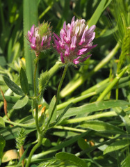 Trifolium prophetarum