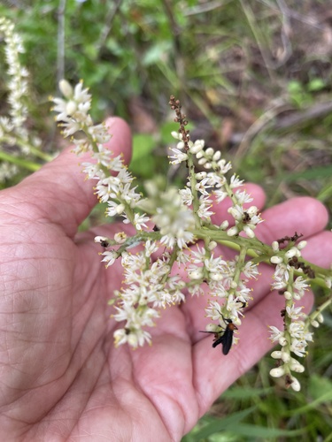 Dwarf palmetto (Sabal minor)