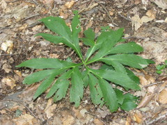 Helleborus purpurascens