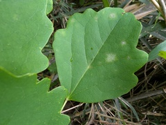 Erysiphe akebiae