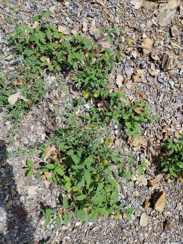 Sage-leaved Rock-rose