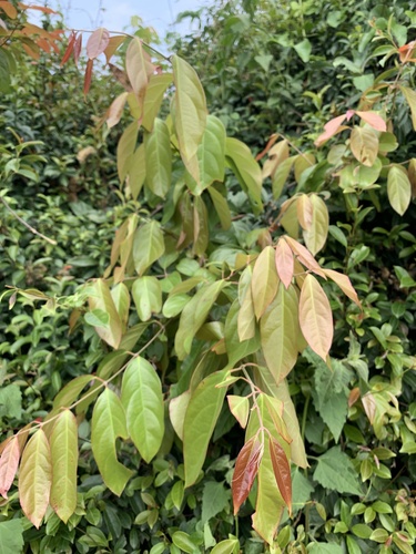 Hiptage benghalensis