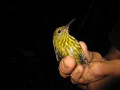 Kurochkinegramma hypogrammicum