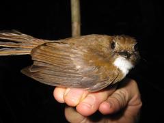 Cyornis umbratilis