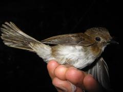 Cyornis umbratilis